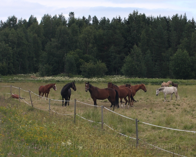 Sommarkollo på Moråsen.jpg - Sommarkollo på Moråsen